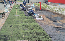 Dịch vụ trồng cỏ