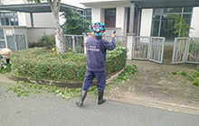 Dịch Vụ Chặt – Cắt Tỉa Cây xanh