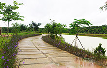 Thiết kế và thi công cảnh quan