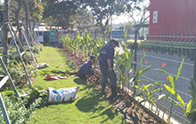 Dịch vụ trồng cây xanh