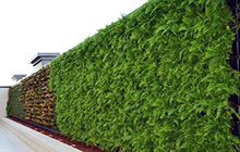 Dịch vụ thi công tường cây xanh