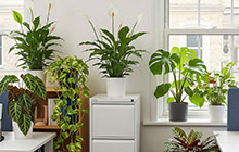 Cây cảnh nội thất, văn phòng
