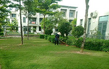 Cây cảnh ngoại thất